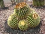 8. Trochu větší kaktus