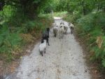 4. Cestou jsme se prodírali stádem ovcí
