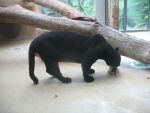 19. Puma - trochu větší kočička